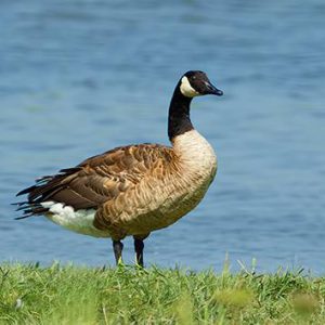 Grote Canadese gans
