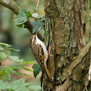 DECEMBER:  De Boomkruiper (Certhia brachydactyla) is een zangvogel uit de familie van echte boomkruipers (Certhiidae).