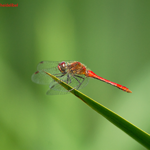 Bloedrode heidelibel