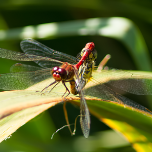 Bloedrode heidelibel in paringswiel