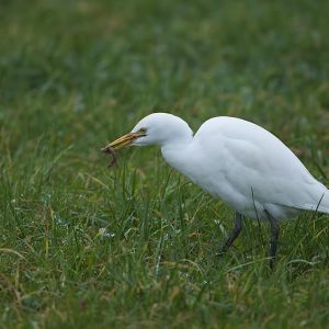 JANUARI:  De Koereiger (Bubulcus ibis) is een kleine witte reiger-soort. Uiterlijke kenmerken: De koereiger is 45 tot 52 cm lang. Het is een vrij kleine, compacte, actieve, witte reiger met een korte, vaak ingetrokken nek. Buiten de broedtijd is de vogel egaal wit, met een gele snavel en geelgrijze poten. In de broedtijd kleurt de snavel iets meer naar oranjegeel, de poten zijn dan ook lichter en er zijn oranje veren op de kruin, borst en mantel.