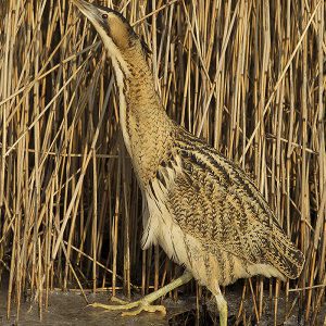 FEBRUARI:  De Roerdomp (Botaurus stellaris) is een reigerachtige vogel (familie Ardeidae) die door zijn perfecte bruine schutkleur in het rietland niet opvalt. Deze vogel is een uiterst schaarse broedvogel in Nederland. Een vliegende roerdomp trekt zijn nek in naar zijn romp, net zoals de blauwe reiger dat doet. De roerdomp wordt soms ook 'rietreiger' genoemd.