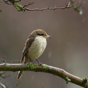 MAART:  De Bruine Klauwier (Lanius cristatus) is een zangvogel die in een groot deel van Azië broedt en overwintert in het oriëntaals gebied. Deze soort is zeer nauw verwant aan de grauwe klauwier (L. collurio) en de Daurische klauwier (L. isabellinus) en werden vroeger wel als ondersoorten van elkaar beschouwd.