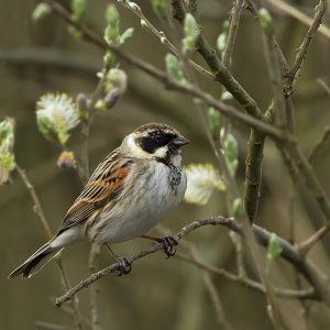 APRIL:  De Rietgors (Emberiza schoeniclus) is een lid van de gorzenfamilie, zaadetende zangvogels van moerasgebieden met riet en struiken. Het verspreidingsgebied omvat een groot deel van Europa en Azië.