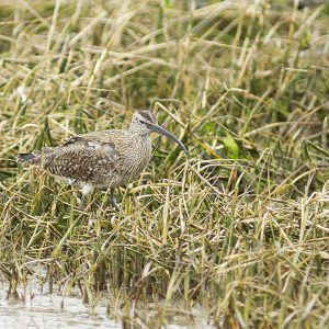 MEI:  De regenwulp (Numenius phaeopus) is een vogel uit de familie van strandlopers en snippen (Scolopacidae). Kenmerken: De regenwulp wordt ongeveer 40 centimeter groot en is daarmee een 10 cm kleiner dan de (gewone) wulp. Een ander kenmerk is de donkere oogstreep en donkere kruinstreep. Verder is de naar beneden gebogen snavel aanmerkelijk korter dan die van de wulp: 6 tot 9 cm.