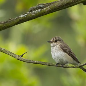 JULI:  De grauwe vliegenvanger (Muscicapa striata) is een kleine, onopvallende zangvogel uit de familie van vliegenvangers (Muscicapidae). Het is de enige uit het geslacht Muscicapa die in Europa voorkomt. De grauwe vliegenvanger is te zien op een Belgische postzegel ter waarde van 0,40 Euro