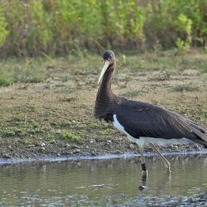 AUGUSTUS:  De Zwarte Ooievaar (Ciconia nigra) lijkt op de witte ooievaar, maar is bijna geheel zwart en houdt er een veel meer verborgen leefwijze op na. Kenmerken: De zwarte ooievaar is een grote vogel (90 tot 105 cm lang) met rode poten en snavel. Hij verschilt van de gewone, witte ooievaar doordat hij een geheel zwarte kop en vrijwel geheel donkere vleugels heeft. De spanwijdte is 173 tot 205 cm. De vogel is gemiddeld iets kleiner dan de witte ooievaar.