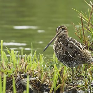 SEPTEMBER:  De watersnip (Gallinago gallinago) is een vogel uit de familie van strandlopers en snippen (Scolopacidae).De watersnip komt voor in de gematigde gebieden van bijna alle werelddelen, behalve Australië. Kenmerken: Deze 23 tot 28 cm lange snipachtige heeft een roodbruine snavel, die zeer lang is in verhouding met zijn kop. Hij heeft veel gelijke kenmerken gemeen met zijn Nederlandse zustersoorten de houtsnip de poelsnip en het bokje. Hij is de middelste in grootte. Hij is vooral te herkennen aan zijn lange snavel en de smalle gele strepen op de rug.