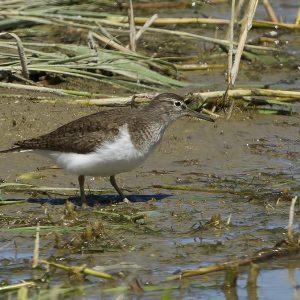 OKTOBER:  De oeverloper (Actitis hypoleucos) is een kleine steltloper uit het palearctisch gebied. Deze en zijn Amerikaanse zustersoort, de Amerikaanse oeverloper, hebben de geslachtsnaam Actitis. Beide soorten horen tot de familie der strandlopers en snippen (Scolopacidae).