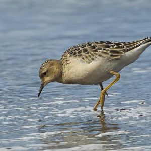 NOVEMBER:  De blonde ruiter (Tryngites subruficollis) is een slanke waadvogel. Deze vogel komt voor in Noord-Amerika, en wordt als dwaalgast vooral gesignaleerd op de Britse Eilanden. Kenmerken: Hij lijkt op de kemphaan, maar is wat kleiner en heeft geen wit aan de staartbasis. De blonde ruiter heeft een opvallend kleine en ronde kop, een lange hals en gele poten. Verder is hij warm rossig geel, met een witachtige tint richting de buik. Zijn ondervleugels zijn wit, bij de punt zwart en wit gemarmerd.