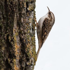 JANUARI:  De Taigaboomkruiper of Kortsnavelboomkruiper (Certhia familiaris) is een zangvogel uit de familie van echte boomkruipers (Certhiidae). Voor Linnaeus was het de meest vertrouwde soort, vandaar de wetenschappelijke naam Certhia familiaris. In Nederland en Vlaanderen is de gewone boomkruiper de algemeenste soort, de taigaboomkruiper is veel zeldzamer.