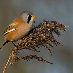 JANUARI:  De baardman, meestal het baardmannetje genaamd (Panurus biarmicus) is een zangvogel uit de familie van de Panuridae; een familie met maar één soort. Deze familie heeft samen met de leeuweriken een gezamenlijke voorouder. Hij leeft in de rietlanden.