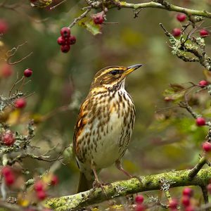 NOVEMBER:  De Koperwiek (Turdus iliacus) is een zangvogel uit de familie lijsters (Turdidae). Koperwieken zie je vaak ook in gezelschap van andere lijsters, vaak kramsvogels. Koperwieken zijn wat kleiner dan kramsvogels en hebben een witte oogstreep en 'kopergekleurde' ondervleugels.