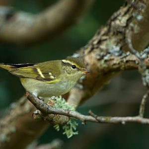 NOVEMBER:  De Bladkoning (Phylloscopus inornatus) is een kleine zangvogel uit de familie Phylloscopidae. De soort is een lange-afstandstrekker die broedt in de Siberische taiga van de Voor-Oeral in het westen tot aan het Tsjoektsjenschiereiland en de Zee van Ochotsk in het oosten. De overwinteringsgebieden liggen in de tropische en subtropische gebieden van Azië.[3] Ondanks dat het overwinteringsgebied zich in het zuiden van Azië bevindt, duiken er elk jaar bladkoningen op in de landen rondom de Noordzee en Oostzee.