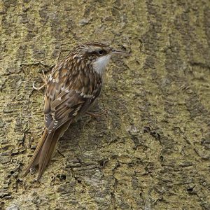 DECEMBER:  De Boomkruiper (Certhia brachydactyla) is een zangvogel uit de familie van echte boomkruipers (Certhiidae).