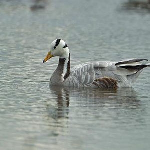 Indische gans