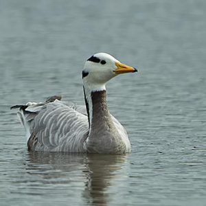 Indische gans