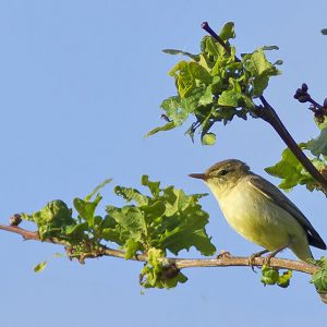 JUNI:  De Orpheusspotvogel (Hippolais polyglotta), is een zangvogel uit de familie Acrocephalidae. Het is een lange-afstandstrekker die voornamelijk in Zuidwest-Europa broedt en overwintert in West-Afrika. De orpheusspotvogel is een warmteminnende soort die sinds het midden van de 20e eeuw bezig is met een opmars richting het noordoosten. In Nederland heeft de opmars nog niet echt doorgezet, maar worden er jaarlijks gemiddeld 4-6 territoria vastgesteld. 