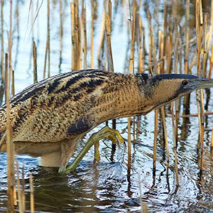 FEBRUARI:  De Roerdomp (Botaurus stellaris) is een reigerachtige vogel (familie Ardeidae) die door zijn perfecte bruine schutkleur in het rietland niet opvalt. Deze vogel is een uiterst schaarse broedvogel in Nederland. Een vliegende roerdomp trekt zijn nek in naar zijn romp, net zoals de blauwe reiger dat doet. De roerdomp wordt soms ook 'rietreiger' genoemd. Voor meer info