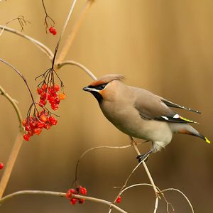 FEBRUARI:  Samen met mede natuurfotograaf Hans Kool naar Julianadorp geweest om Pestvogels op de gevoelige plaat vast te leggen, hier boven een van de resultaten.