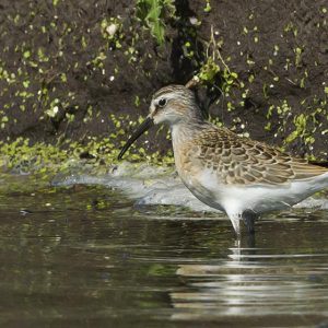 DECEMBER:  De krombekstrandloper (Calidris ferruginea) komt vooral in Siberië voor, waar hij op de toendra broedt. Voortplanting: Het mannetje van deze vogel heeft een baltsritueel in de lucht en het vrouwtje legt gewoonlijk 3-4 eieren op de grond.