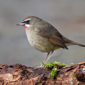 MAART:  De Roodkeelnachtegaal (Calliope calliope synoniem Luscinia calliope) is een zangvogel uit de familie der Muscicapidae (vliegenvangers). Het is een trekvogel die broedt in het midden, noorden en oosten van Azië en overwintert in Zuidoost-Azië en als dwaalgast soms ook in Europa en Noord-Amerika wordt waargenomen.