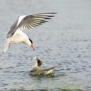 Juveniel wordt gevoerd..