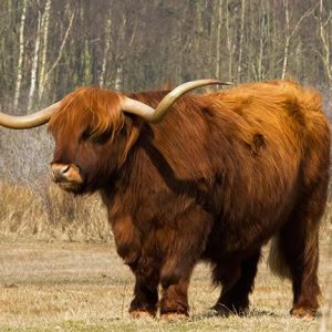 APRIL:  De Schotse hooglanders in het Noordhollands Duinreservaat (Castricum) zijn absoluut niet agressief, maar houd afstand en aai en voer ze niet als je ze tegen komt. 