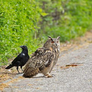 MEI:  De Oehoe (Bubo bubo) is een van de grootste uilensoorten ter wereld (een andere grote soort is de Blakistons visuil). De vogel heeft zijn naam te danken aan zijn roepgeluid. Vooral in de late winter laat het mannetje zijn imposante "oehoe"-roep horen. Voor meer info klik hier (Foto gemaakt in Castricum Noord-Holland)