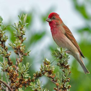 JUNI:  De roodmus (Carpodacus erythrinus) broedt in het palearctisch gebied. Aan het eind van de 19e eeuw heeft de roodmus zich via Noordoost-Europa naar het zuidwesten uitgebreid en nestelt tot in Nederland en Zwitserland. Het is een trekvogel die overwintert in de zuidelijke delen van Azië, van Iran tot zuidoost China. 