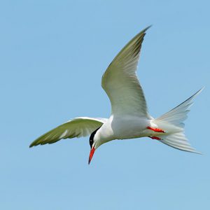 JUNI:  De Visdief (Sterna hirundo) is een vogel uit de familie van de sterns (Sternidae). De visdief is een tweelingsoort van de noordse stern, S. paradisaea. Of beter gezegd een zustersoort van zowel de noordse stern als de Dougalls stern (S. dougallii).