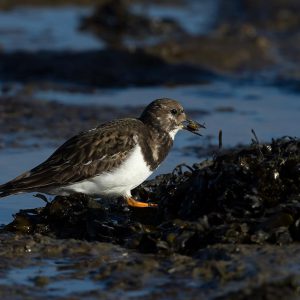 Tip:  Omdat steenlopers in hun broedgebied niet of nauwelijks in aanraking komen met mensen, zijn ze niet schuw. Je kunt ze hierdoor prima fotograferen als je ze voorzichtig benadert.