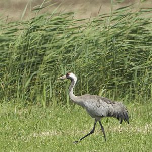 JULI:  De Kraanvogel (Grus grus) is een vogel uit de familie van de kraanvogels (Gruidae) en de orde van de kraanvogelachtigen. Deze soort wordt ook wel aangeduid met de naam Europese - of Euraziatische kraanvogel. Het is een vogel die broedt in hoogveenmoerassen en in het oosten van de Lage Landen als doortrekker wordt waargenomen.