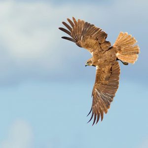 JULI:  De Bruine Kiekendief (Circus aeruginosus) is een vogel uit de familie van havikachtigen (Accipitridae). De vogel is 48 tot 56 centimeter lang, de mannetjes zijn kleiner (gewicht 405 tot 667 gram) dan de vrouwtjes (540 tot 800 gram). Het dier vliegt meestal laag over moerassen en rietvelden, met de voor alle soorten kiekendieven kenmerkende houding: een golvende vliegbeweging, met de vleugels in een ondiepe V-vorm.