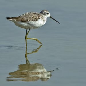 AUGUSTUS:  De poelruiter (Tringa stagnatilis) is een vogel uit de familie van de strandlopers en snippen (Scolopacidae). De vogel is 22 tot 25 cm lang en lijkt op de groenpootruiter, maar heeft het formaat van een tureluur. Hij heeft een zeer dunne snavel en opvallend lange poten. De bovendelen zijn grijs met in de zomer zwartbruine vlekjes, het voorhoofd, de borst, buik en staart zijn wit. In zomerkleed is de borst met donkere vlekken bedekt. De poten zijn vaalgeel of geelgrijs, zelden oranje-achtig. De snavel is zwart