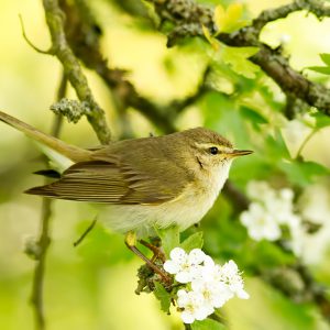 AUGUSTUS:  De Fitis (Phylloscopus trochilus) is een zangvogel uit de familie Phylloscopidae. De fitis en tjiftjaf zijn tweelingsoorten, dat wil zeggen, dat ze uiterlijk zeer op elkaar lijken. Ze zijn wel te onderscheiden door de zang. Deze is bij de fitis muzikaal, vloeiend en aflopend, terwijl bij de tjiftjaf de zang bestaat uit het herhaaldelijk roepen van tjif-tjaf. Fitissen hebben een grijsgroene rug, gelige onderzijde, witte oogstreep en doorgaans lichte poten. De lichaamslengte bedraagt 11 tot 12 cm.