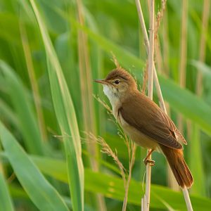 SEPTEMBER:  De Kleine Karekiet (Acrocephalus scirpaceus) is een zangvogel uit de familie van Acrocephalidae. De kleine karekiet lijkt zeer sterk op de bosrietzanger (zie tweelingsoorten). Kenmerken: Deze behendige muggenvanger wordt slechts 13 cm lang en heeft een overwegend variabel bruin verenkleed van lichte tinten aan de onderzijde en iets donkere tinten aan de bovenzijde. De vleugels hebben een lichte, roestbruine tint.