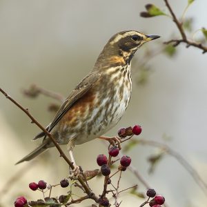 De Koperwiek (Turdus iliacus) is een zangvogel uit de familie lijsters (Turdidae).
Kenmerken:
Koperwieken zie je vaak ook in gezelschap van andere lijsters, vaak kramsvogels. Koperwieken zijn wat kleiner dan kramsvogels en hebben een witte oogstreep en 'kopergekleurde' ondervleugels. Kramsvogels zijn flink uit de kluiten gewassen en hebben een grijze kop en grijze stuit. Het geluid van beide is ook anders. Koperwieken maken een hoog langgerekt 'tjiehhh' geluid.
De koperwiek is een kleine lijster, met een opvallende wenkbrauwstreep en opvallende roestbruin/oranje flanken en oksels. De soort is vaak te horen tijdens de trek in oktober/november, als ze 's nachts in grote groepen over de Lage Landen trekken.