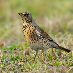 januari: 2019 Kramsvogel