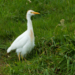 In zomerkleed