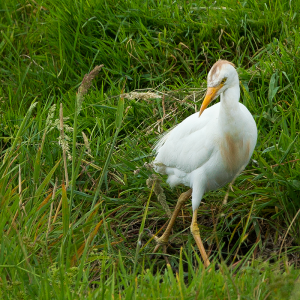 augustus: 2019 Koereiger