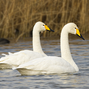 Wilde Zwaan