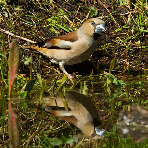 april: 2020 Appelvink(vrouw)