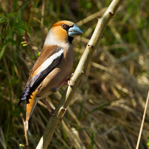 april: 2020 Appelvink(man)