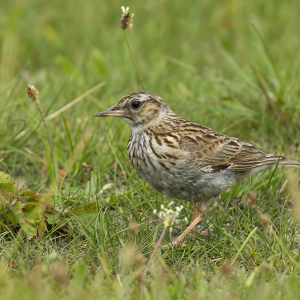 Boomleeuwerik (juv)