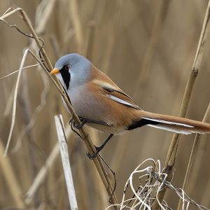 jan & feb 2022: Baardman(mn)