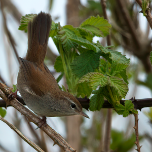 april 2022: Cetti's Zanger