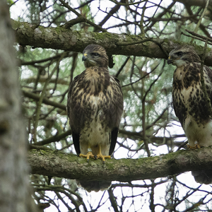 Juni 2022: Buizerd