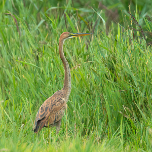 Purperreiger