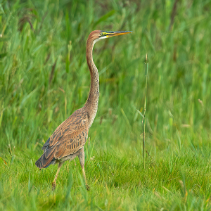 Aug. 2022 Purperreiger